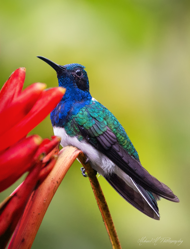 costa rica colorful hummingbird 